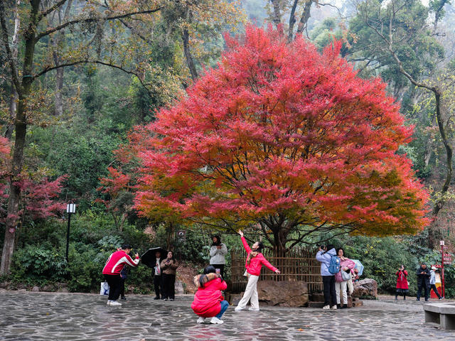 爱晚亭，游人如织