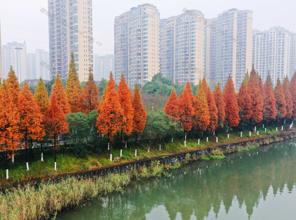郴州：水杉红 成美景