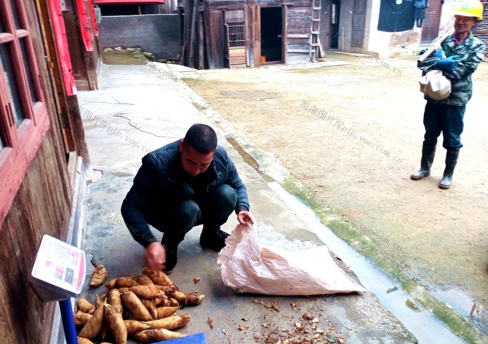 经济  冬笋  创收