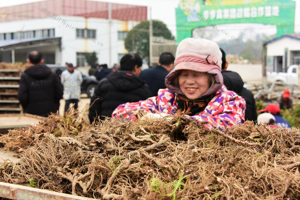 农业  中药材种植  石菖蒲  经济合作社  山区  集体经济  个人收入