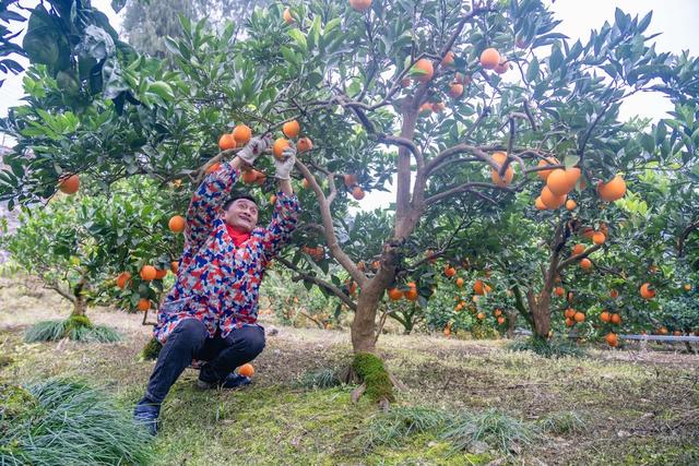 里耶脐橙 丰收季 