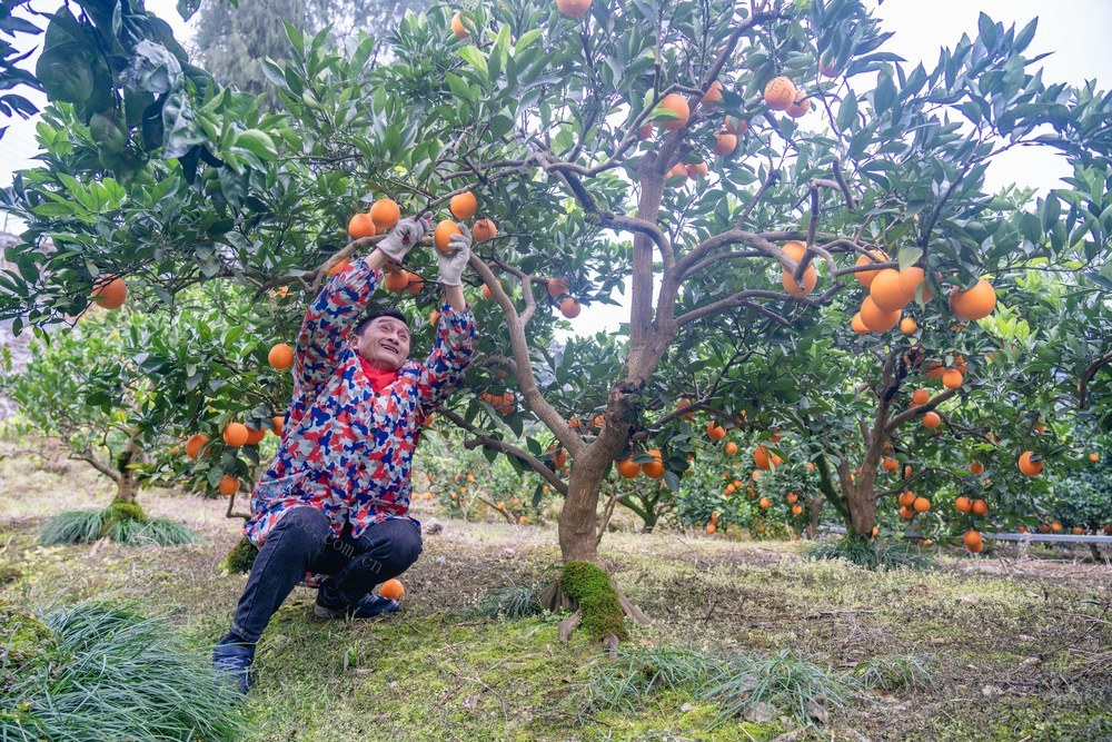 里耶脐橙 丰收季 