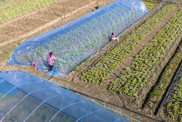 娄底 冬日 蔬菜 管护