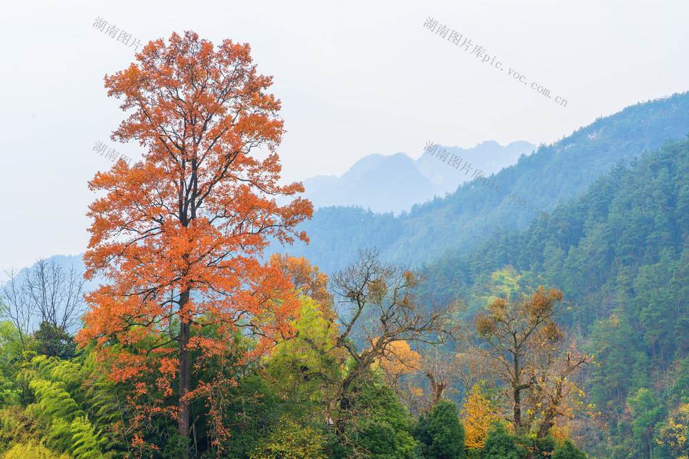 保靖县吕洞山镇夯沙村梯子寨  古枫叶红