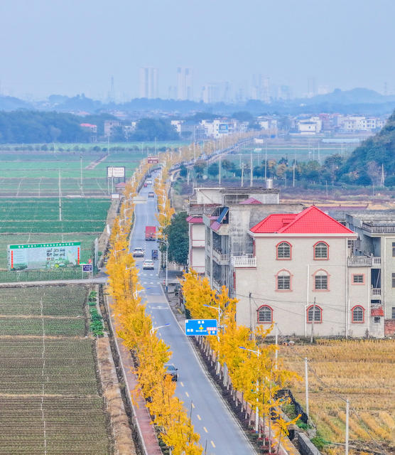 四好农村路
道县
金黄
