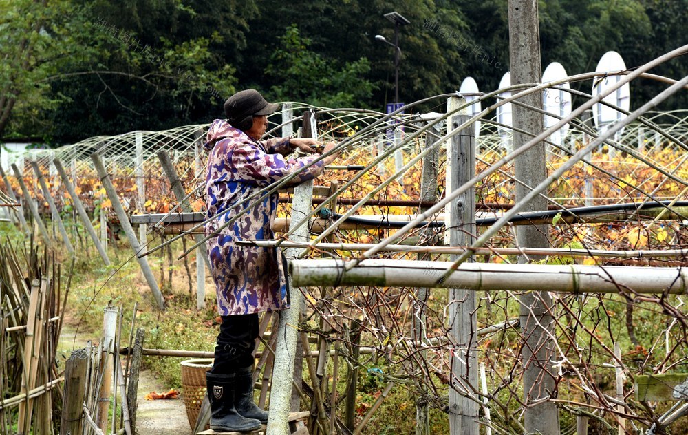 棚架 加固 葡萄 冬季 果农