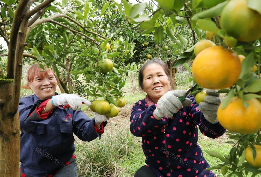   柑橘喜丰收