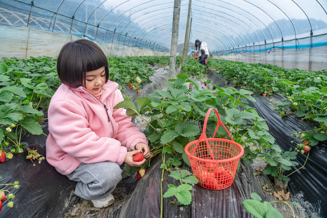 草莓 抢“鲜”上市 采摘 