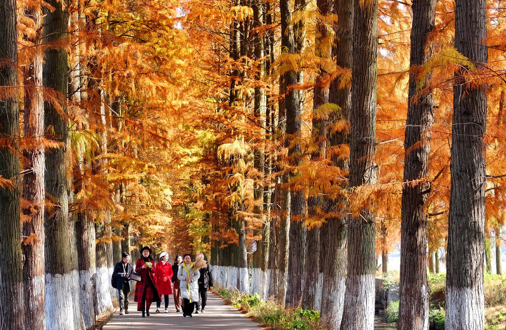 水杉 染金 色彩 美景