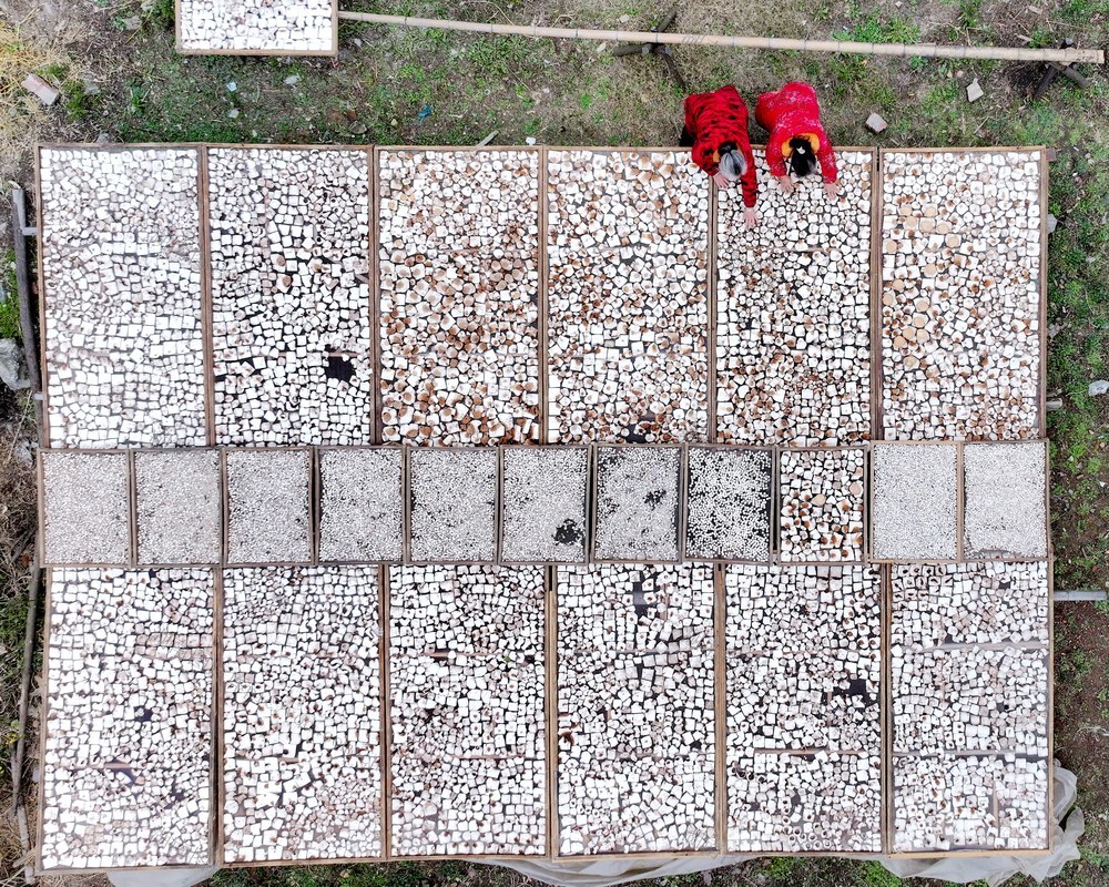 中药材、产业、农业、茯苓、丰收