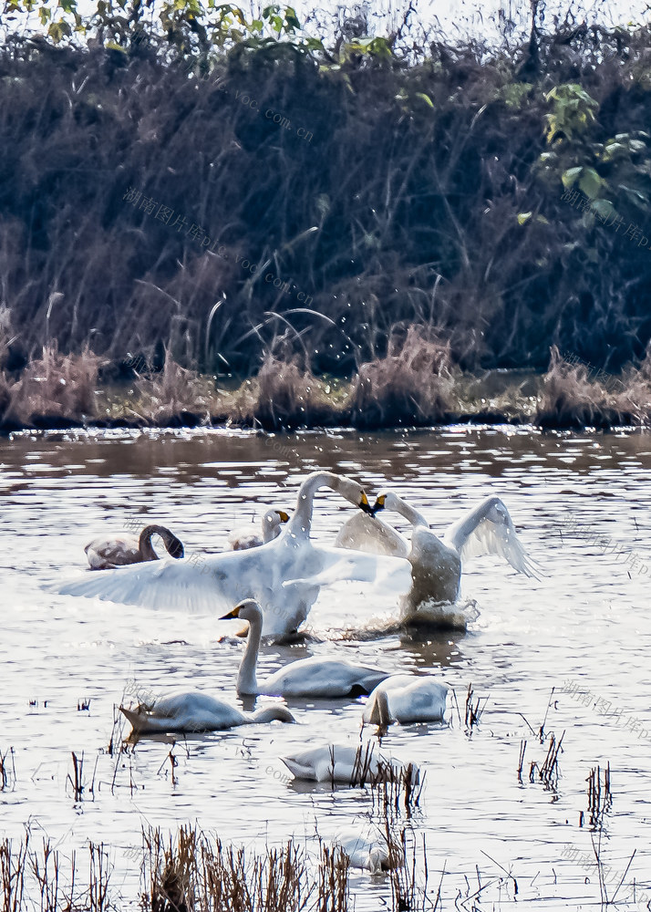 洞庭湖  天鹅