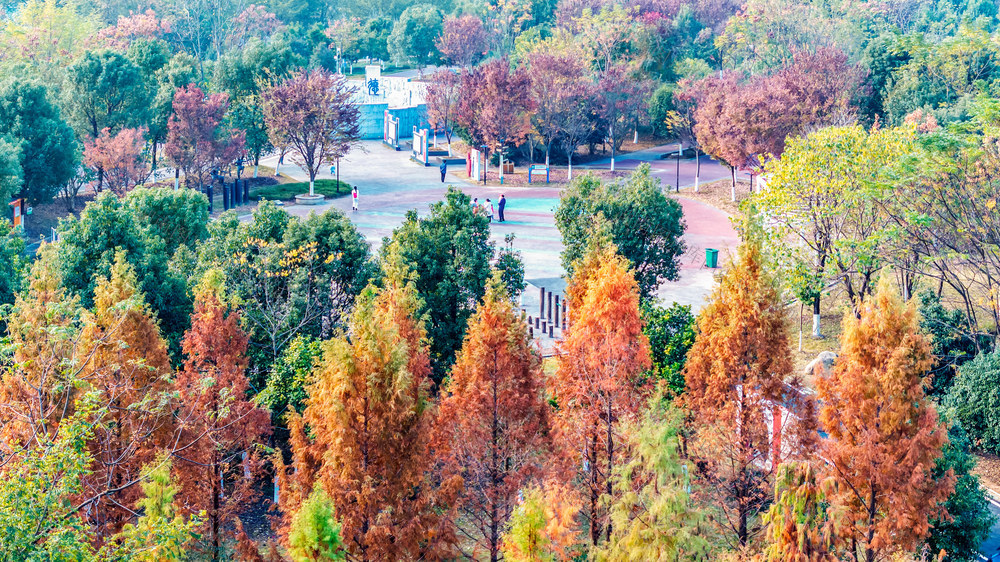 湿地公园  冬景如画