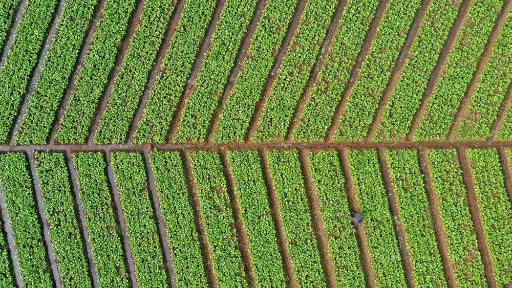 湖南新田：采摘蔬菜保供应 管护蔬菜促增收