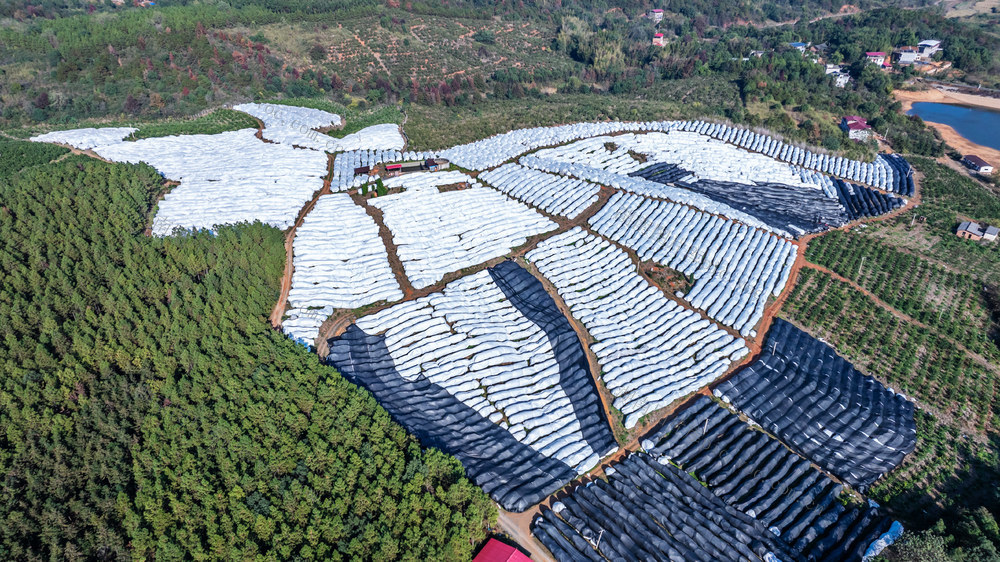 防冻抗寒  保产增收