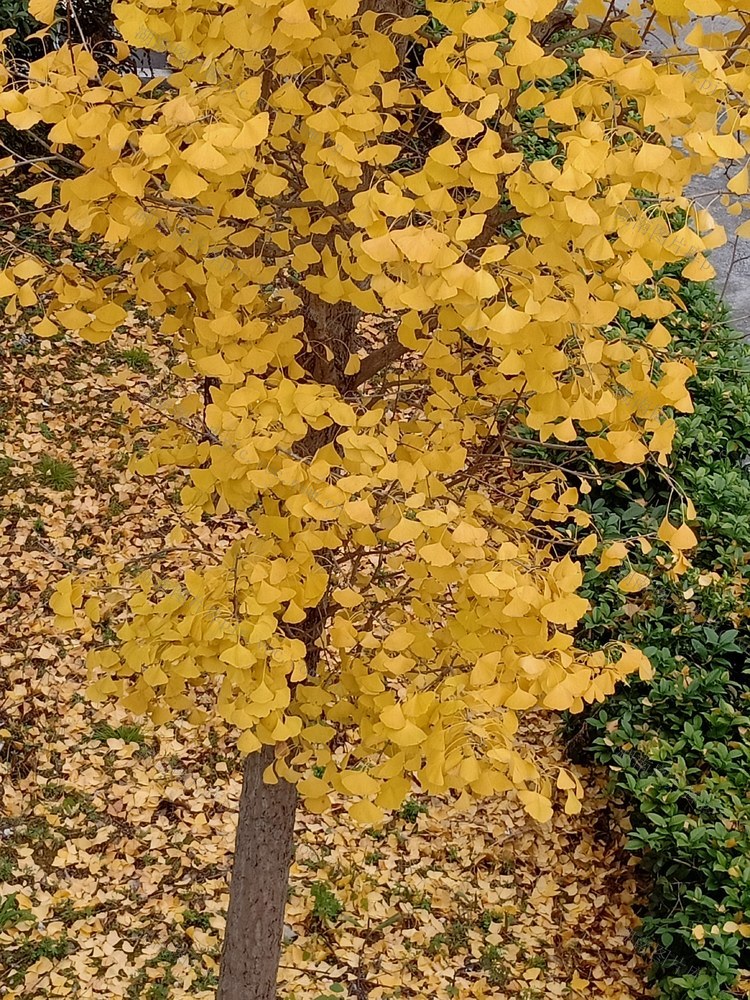 2024 冬天 吉首 杏叶似金