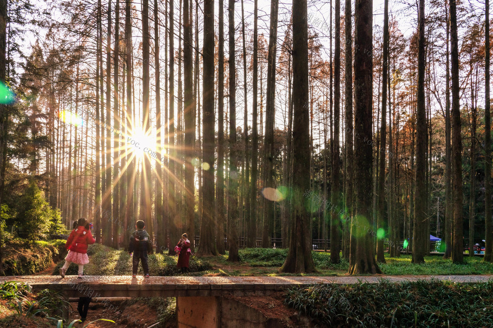 冬日,,暖阳,,水杉,,树木,,游客,,景点,,公园,,旅游,,文旅,,生态环境,,光影,,休闲，周末