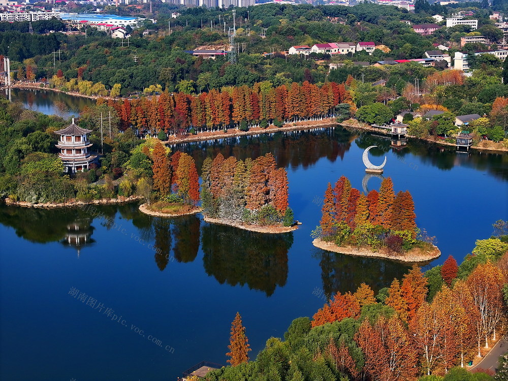 衡阳  冬日  暖阳  水杉红