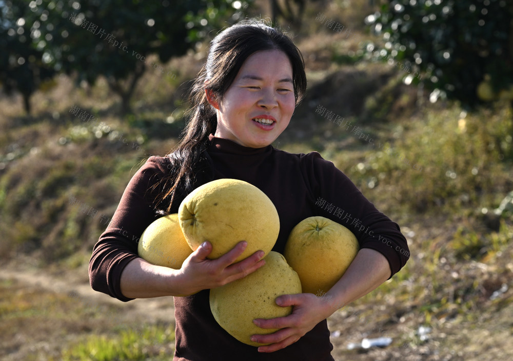 经济　农业产业　柚子