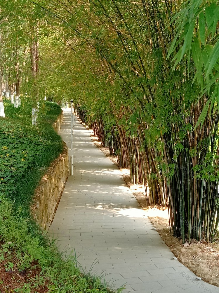 吉首大学 冬天 风雨湖畔 翠竹林