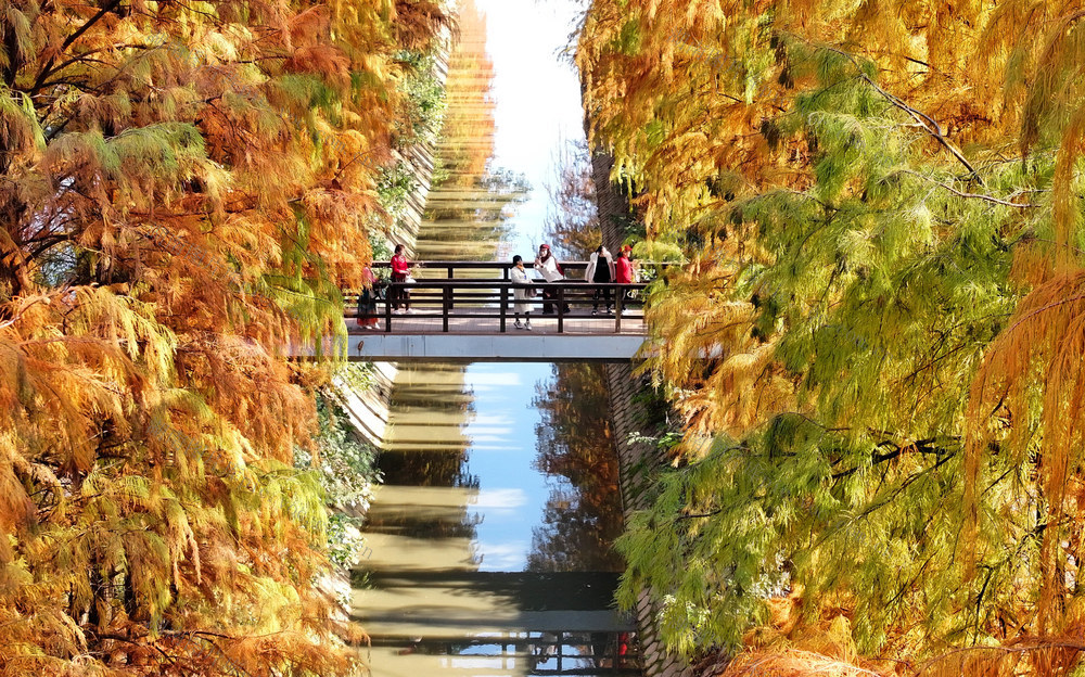 水杉 冬日 暖阳