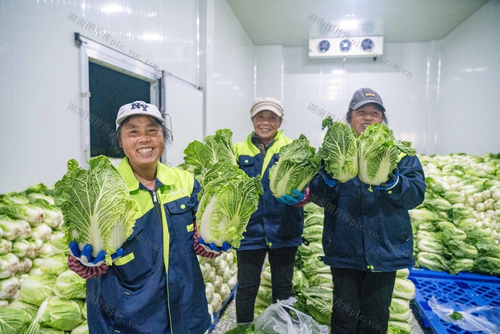 订单农业 白菜 乡村振兴 农民增收