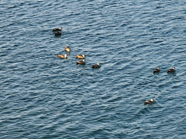 生态环保  沅水  越冬候鸟  野鸭 
 中华秋沙鸭  护鸟志愿者