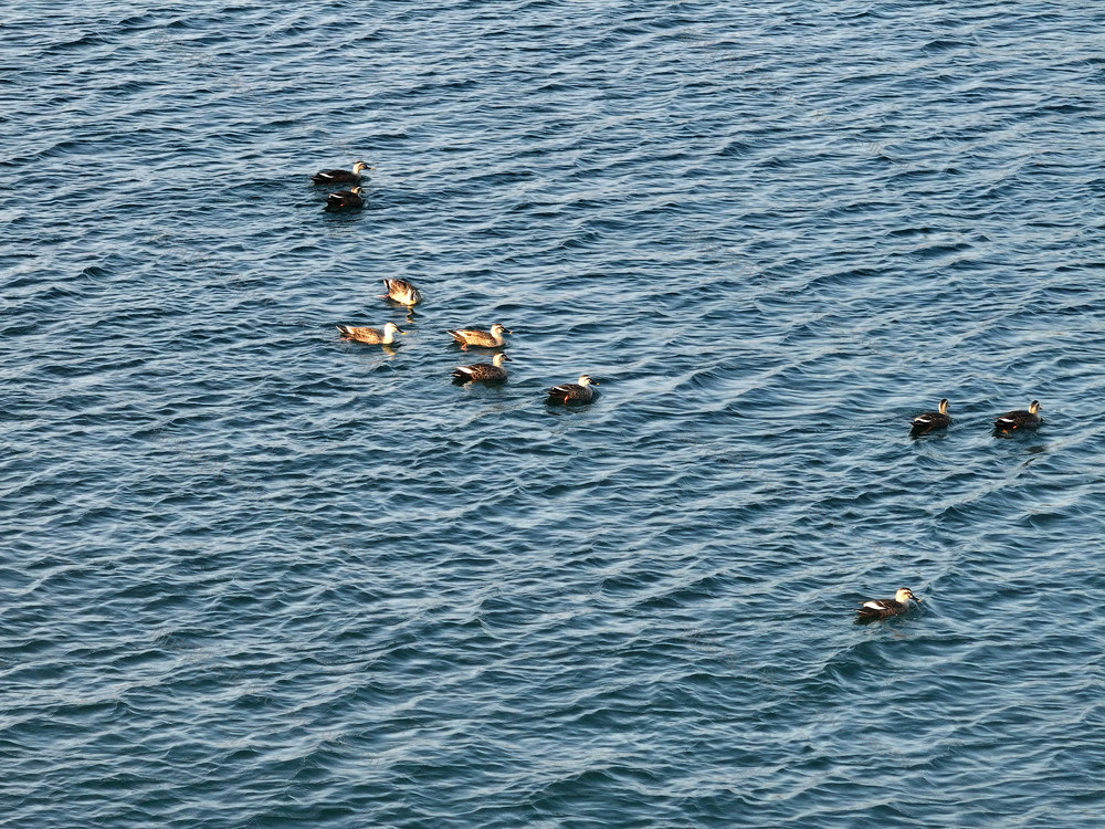 生态环保  沅水  越冬候鸟  野鸭 
 中华秋沙鸭  护鸟志愿者