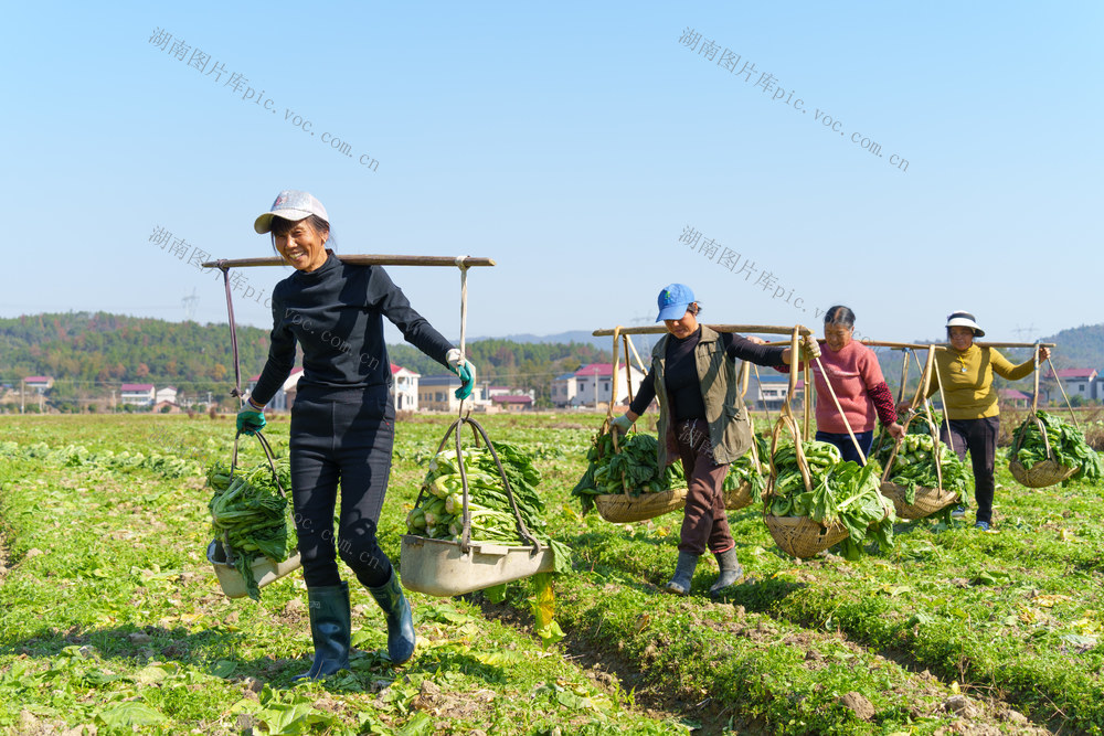 农业 采收蔬菜 农闲田变增收田 稻蔬轮作