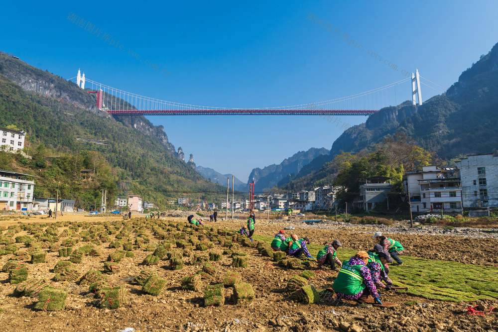 矮寨镇矮寨社区工人们在河岸种草皮  建设宜业宜居宜人宜游的园林式家园