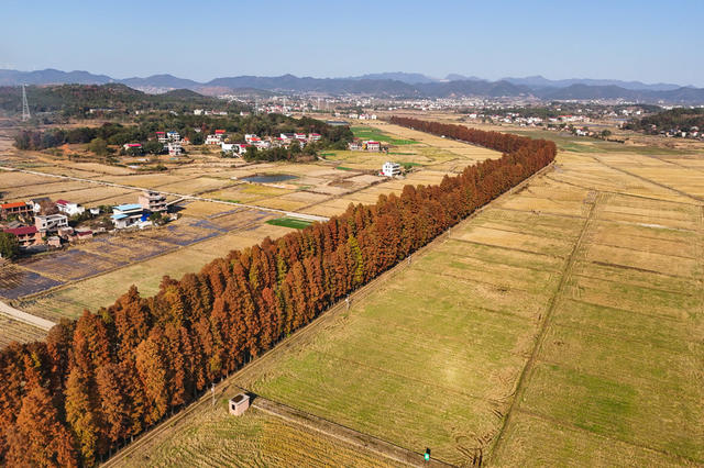 水杉林  火红  风景  风光  自然  旅游