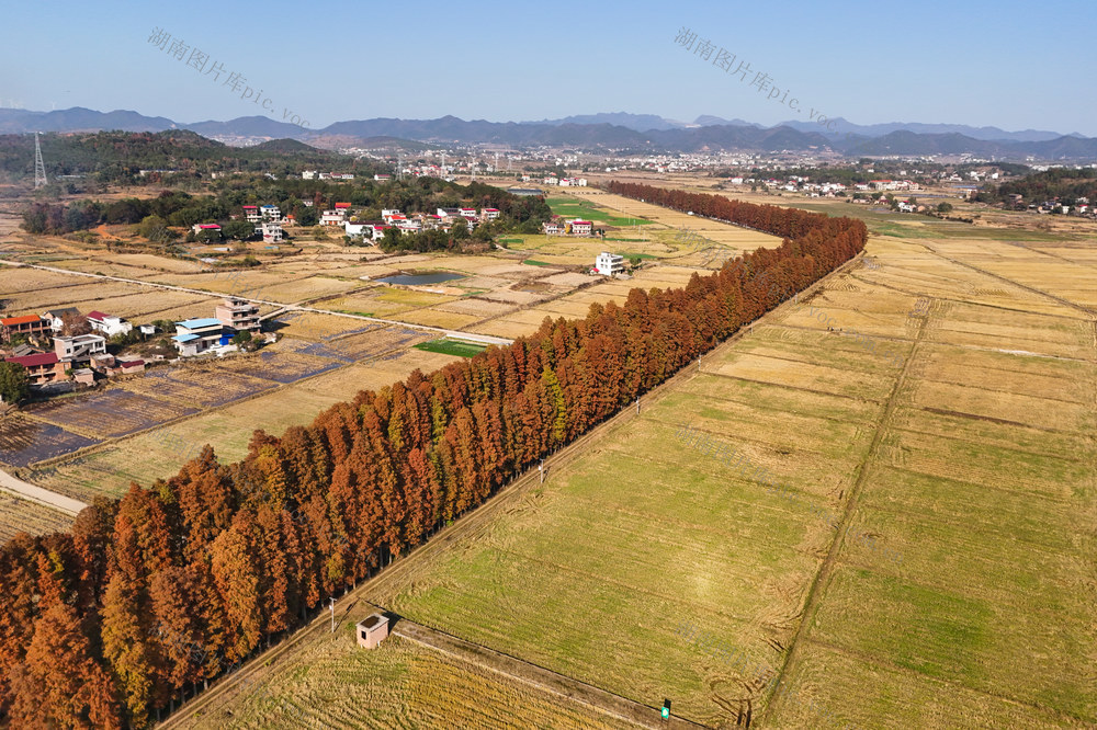 水杉林  火红  风景  风光  自然  旅游