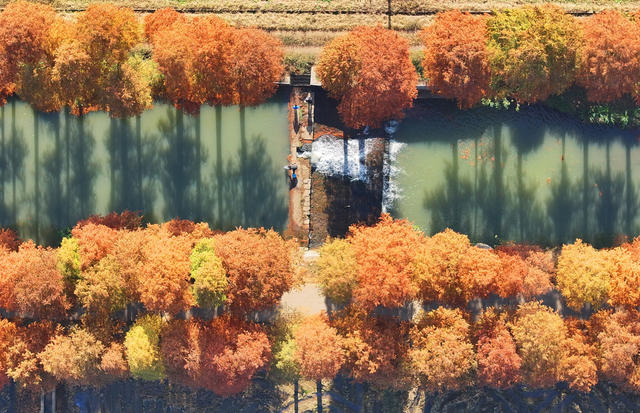 水杉 染金 色彩 美景