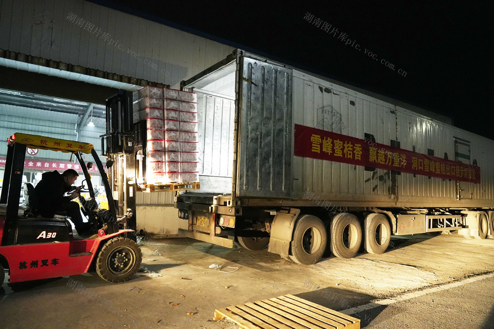 外贸 出口 雪峰蜜桔 中俄贸易 经济 洞口县雪峰蜜桔 