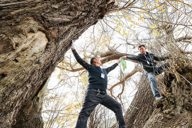 临武县--保护古树名木