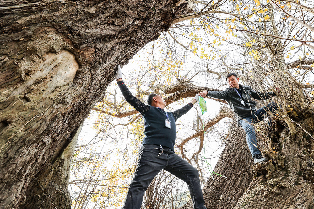 临武县--保护古树名木