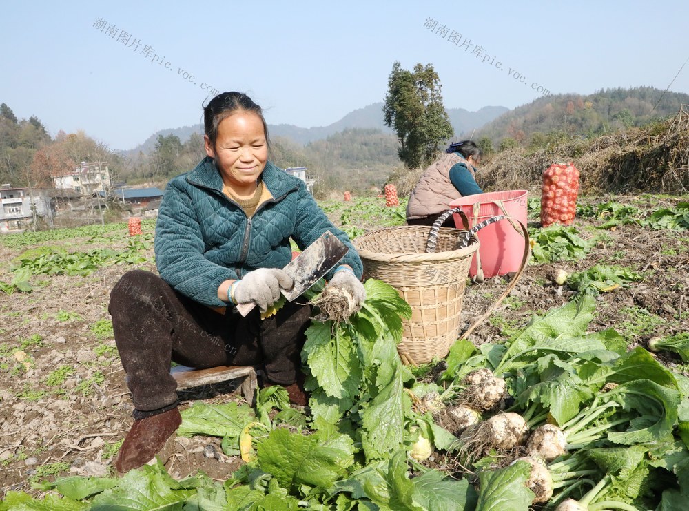  烟菜轮作助农增收