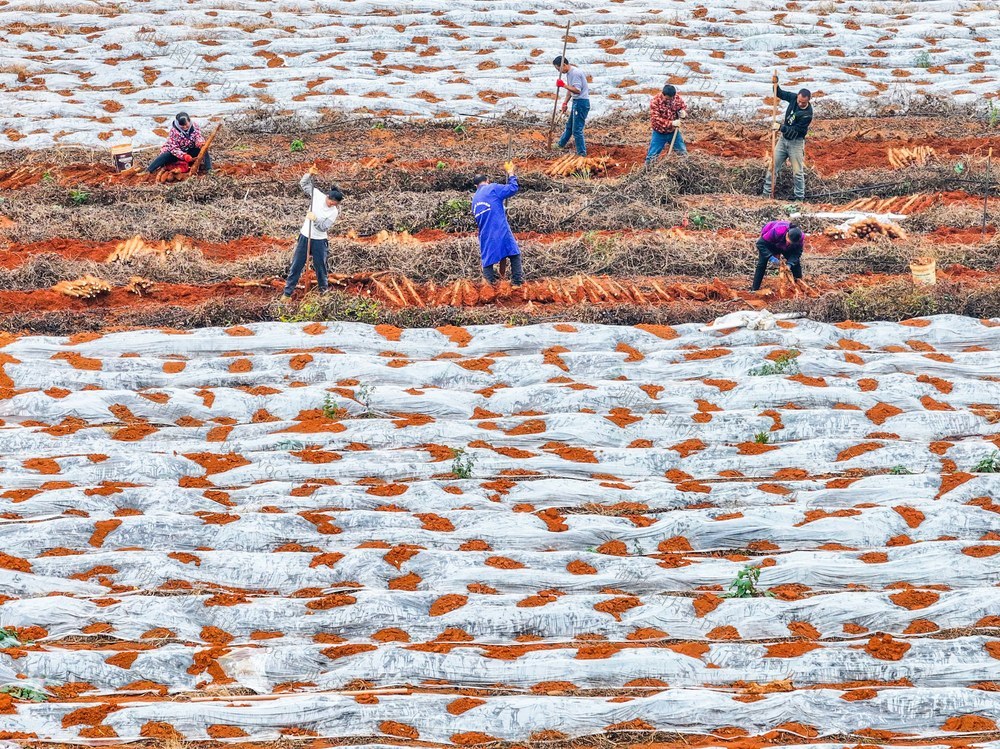 淮山药
道县
冬至
