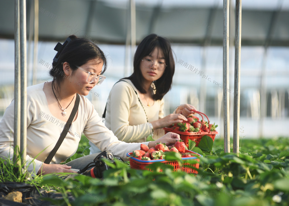 嘉禾：草莓飘香