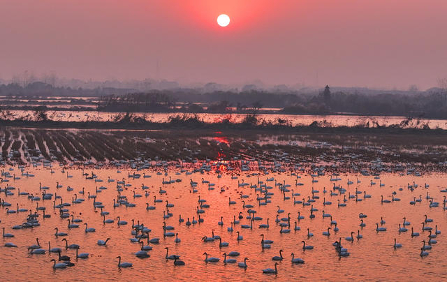 小天鹅 越冬 洞庭湖
