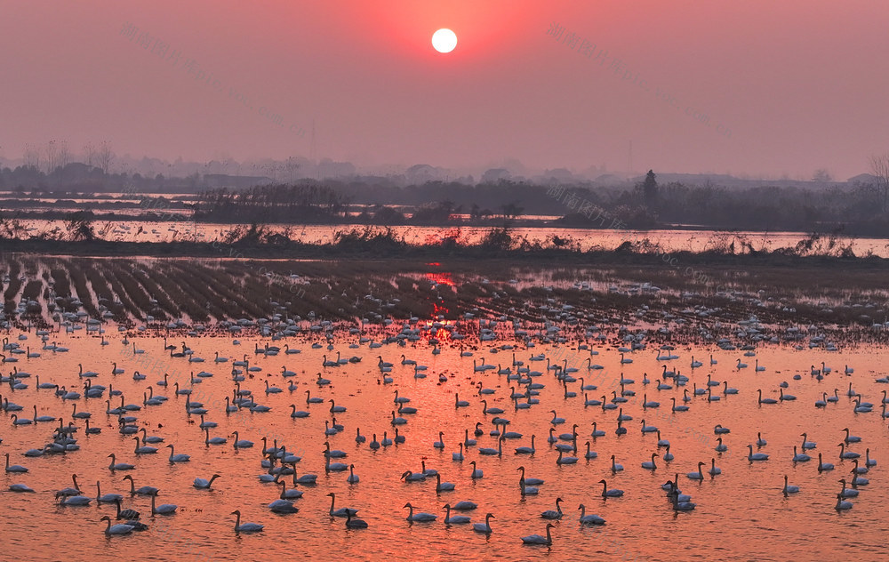 小天鹅 越冬 洞庭湖