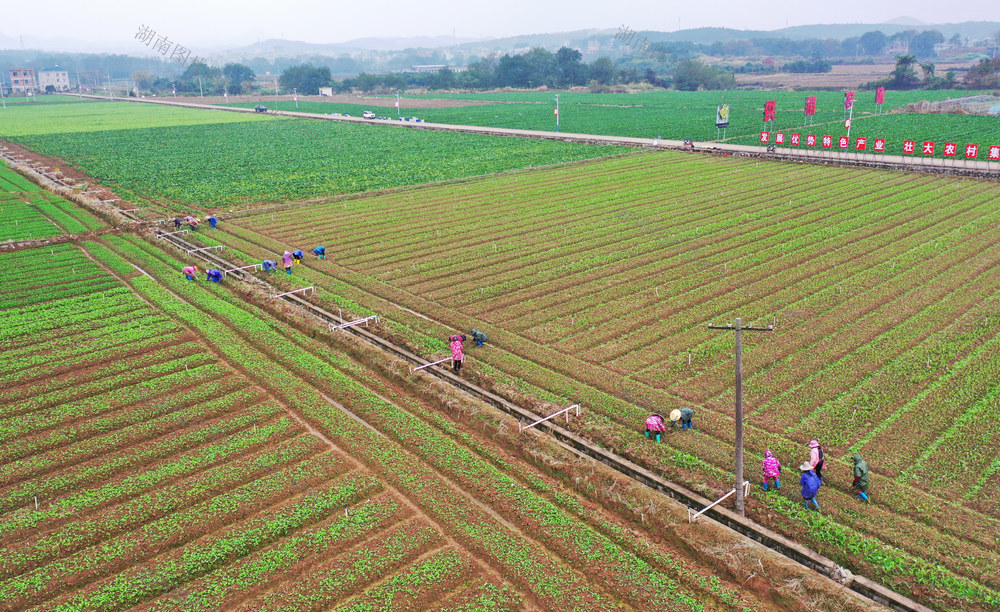 嘉禾：冬种蔬菜忙