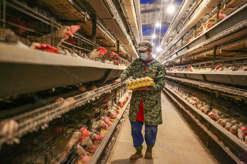 农业 蛋鸡产业 乡村振兴