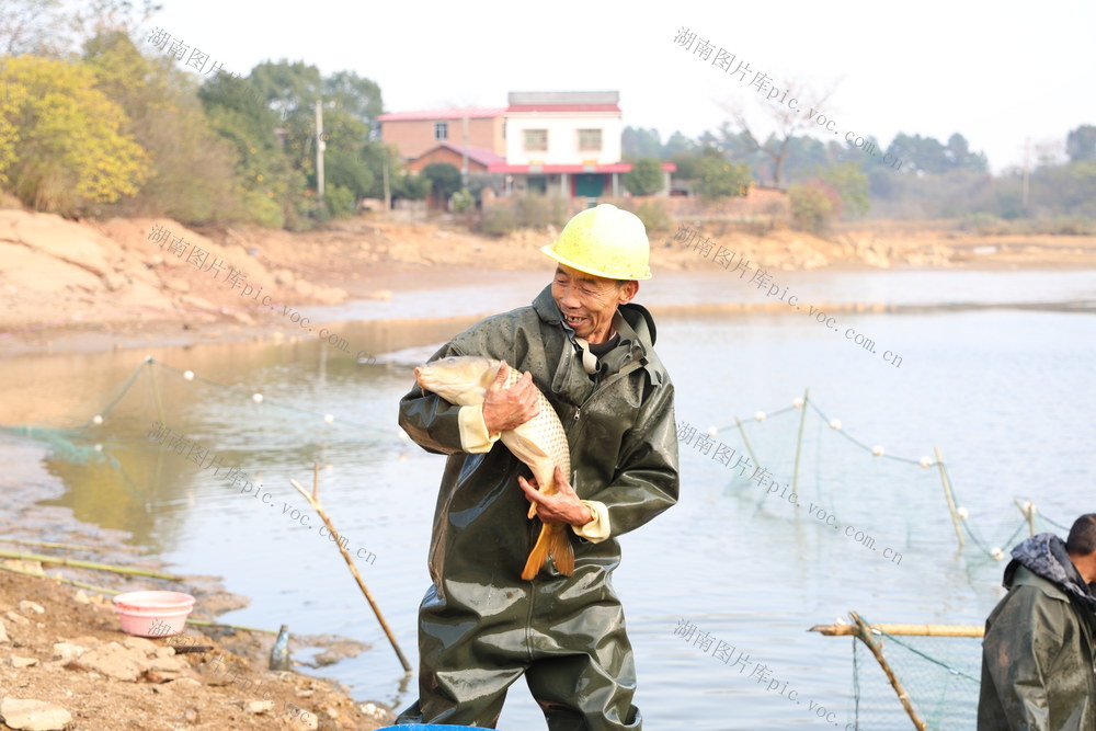 丰收 捕鱼 乡村振兴 冬捕