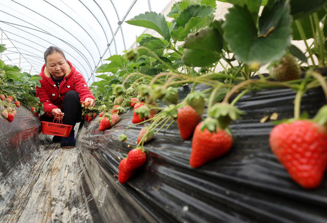 冬季果蔬  上市 采摘 草莓 农民