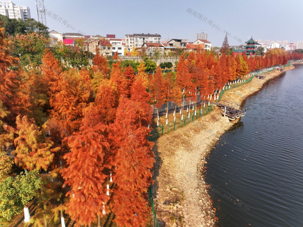 城市建设  县城  植树绿化  常绿乔木  落叶乔木  冬季秋色