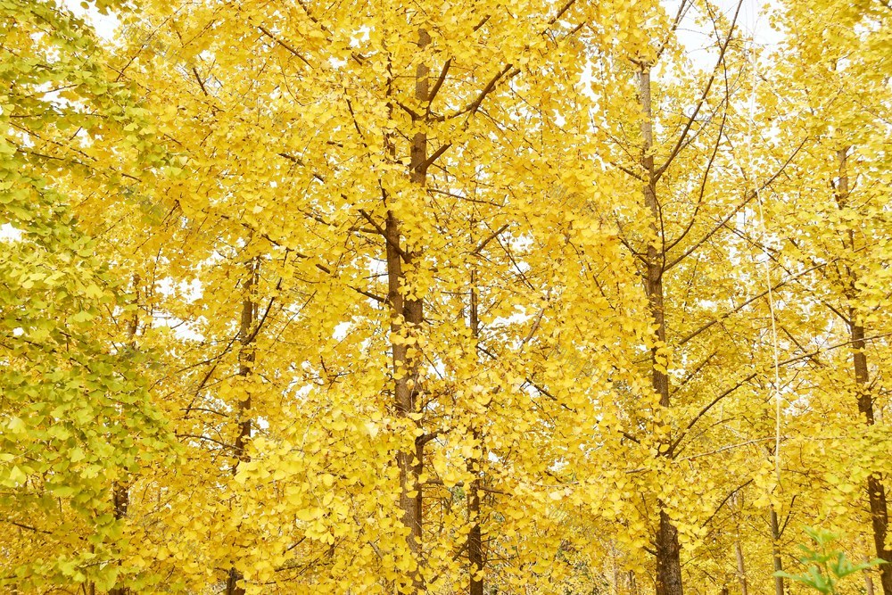 银杏叶黄 大地流金