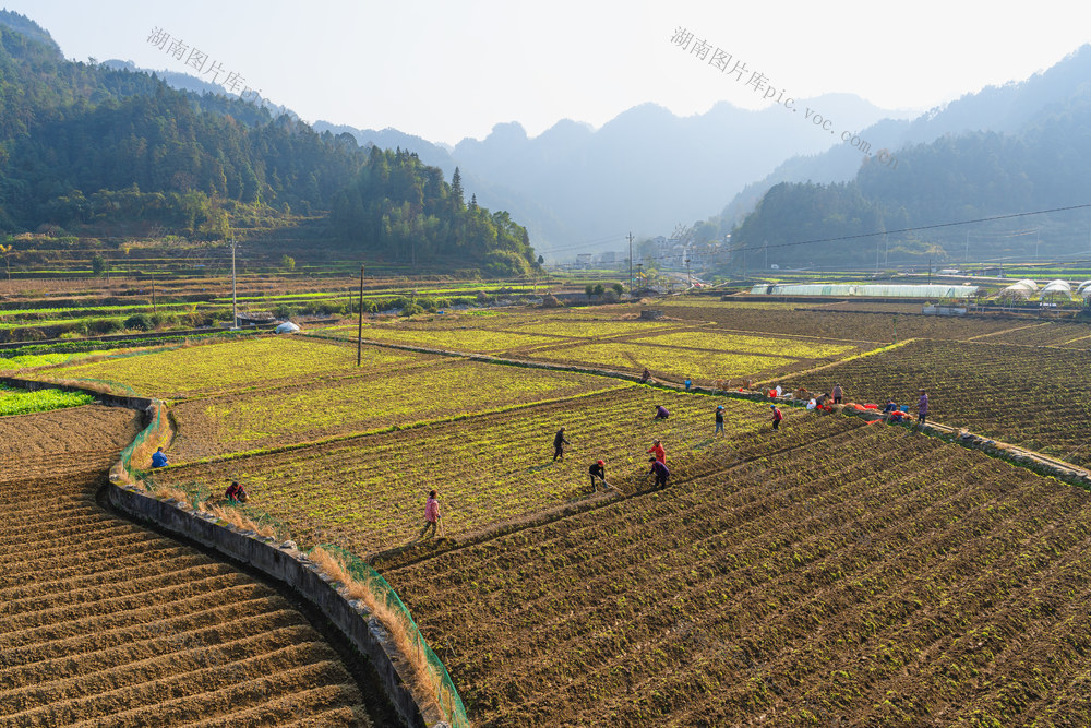 冬种马铃薯农田增收益  连片1700亩农田种植马铃薯