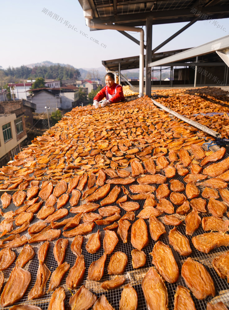 红薯  红薯干  红薯粉  产业  种植  