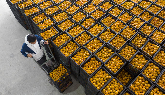 水果 冰糖橙 农产品