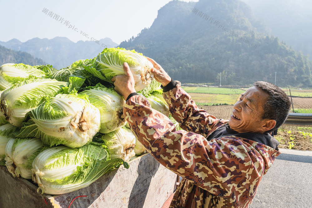 喜收大白菜  “公司+农户”  “订单农业”不愁销